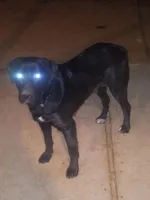 🐺 Lobo 🐺 , a male German Shepherd Dog and Cane Corso for sale in Hesperia, CA – Photo 9 of 9