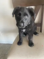 🐺 Lobo 🐺 , a male German Shepherd Dog and Cane Corso for sale in Hesperia, CA – Photo 2 of 9