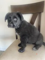 🐺 Lobo 🐺 , a male German Shepherd Dog and Cane Corso for sale in Hesperia, CA – Photo 1 of 9