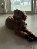 🐾 Clifford, the big red dog 🐾 , a male Poodle - Standard  for sale in Hesperia, CA – 6 of 10