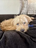 Puppy D, a female Chihuahua and Maltese for sale in Hesperia, CA – 5 of 6