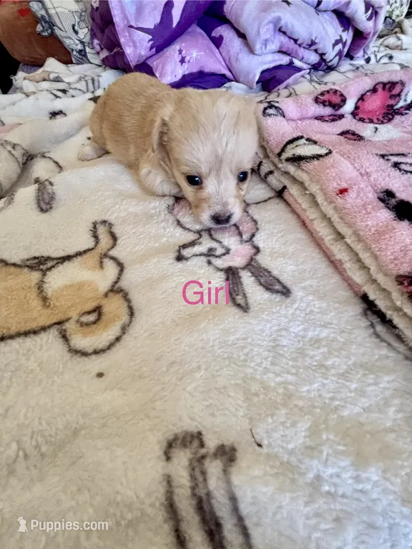 Puppy F – Chihuahua, Maltese puppy for sale in Hesperia, CA