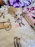 Puppy F, a female Chihuahua and Maltese for sale in Hesperia, CA – 1 of 6