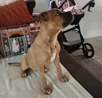 🦖 REX 🦖, a male Boxer for sale in Apple Valley, CA – 5 of 6