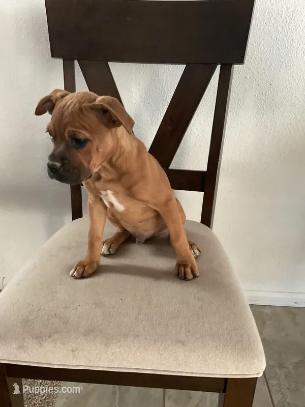 🦖 REX 🦖 – Boxer puppy for sale in Hesperia, CA