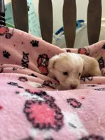 Puppy c, a male Chihuahua and Maltese for sale in Hesperia, CA – 4 of 6
