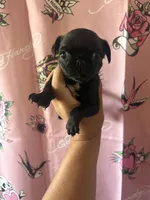 B, a male Pug for sale in Hesperia, CA – 4 of 4