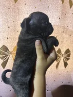 A, a male Pug for sale in Hesperia, CA – 2 of 3