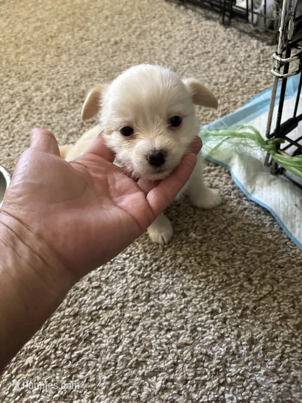 Puppy B – Chihuahua, Maltese puppy for sale in Hesperia, CA