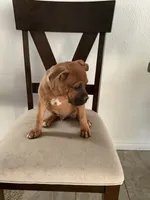 🦖 REX 🦖, a male Boxer for sale in Hesperia, CA – 5 of 10