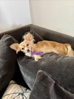 Puppy E, a female Chihuahua and Maltese for sale in Hesperia, CA – 5 of 6