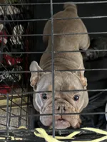 🐾 rocky 🐾 , a male French Bulldog and Pug for sale in Hesperia, CA – 7 of 7