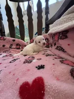 Puppy A, a male Chihuahua and Maltese for sale in Hesperia, CA – 3 of 4