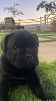 🐾 rocky 🐾 , a male French Bulldog and Pug for sale in Hesperia, CA – 3 of 7