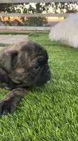 🌹 Rosie  🌹 , a female French Bulldog for sale in Hesperia, CA – 5 of 10