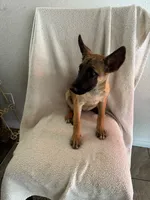 Maleficent 🖤❤️, a female Belgian Malinois for sale in Hesperia, CA – 3 of 3