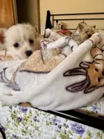 🐾 Rex 🐾 , a male Chihuahua and Maltese for sale in Hesperia, CA – 5 of 10