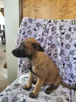 🌧️ storm ⛈️ 🌺 , a female Belgian Malinois for sale in Hesperia, CA – Photo 5 of 6