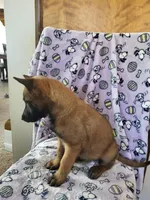 🌧️ storm ⛈️ 🌺 , a female Belgian Malinois for sale in Hesperia, CA – Photo 2 of 6