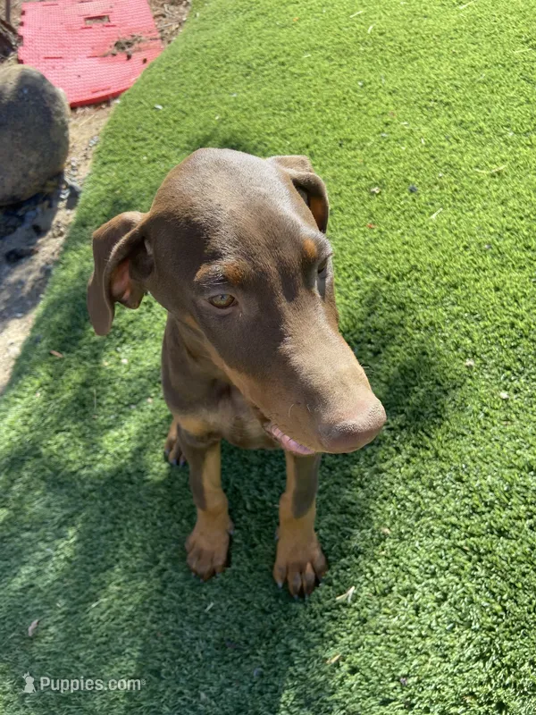 🌹 Georgia 🌹  – Doberman Pinscher puppy for sale in Hesperia, CA