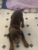 Georgia, a female Doberman Pinscher for sale in Hesperia, CA – 1 of 6