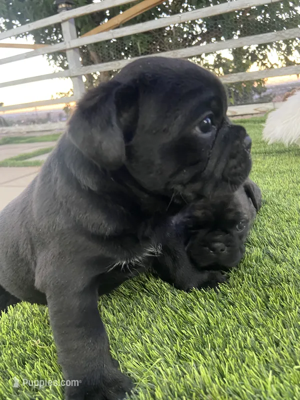 🐾 rocky 🐾  – French Bulldog, Pug puppy for sale in Hesperia, CA