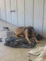 Sugar , a female German Shepherd Dog and Cane Corso for sale in Hesperia, CA – 2 of 5