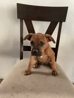🦖 REX 🦖, a male Boxer for sale in Hesperia, CA – 3 of 10