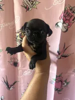 B, a male Pug for sale in Hesperia, CA – 2 of 4