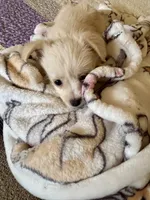🐾 Rex 🐾 , a male Chihuahua and Maltese for sale in Hesperia, CA – 3 of 10