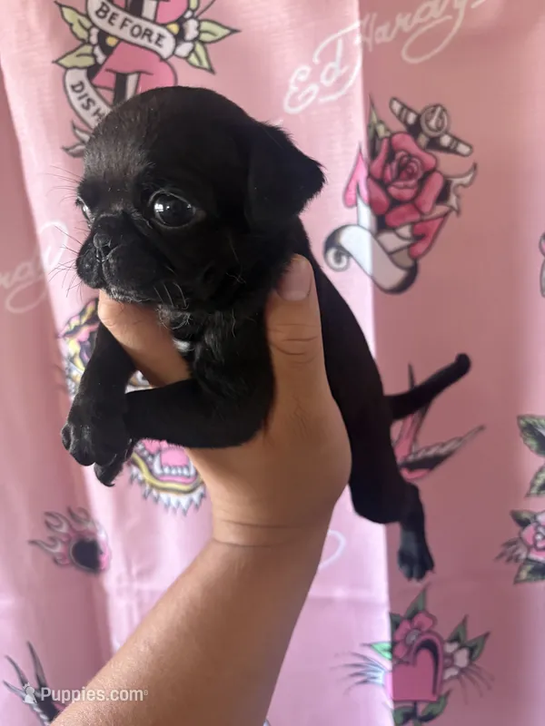 B – Pug puppy for sale in Hesperia, CA