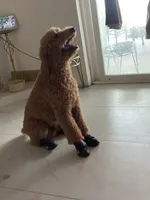 🐾 Clifford, the big red dog 🐾 , a male Poodle - Standard  for sale in Hesperia, CA – 2 of 10