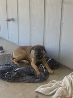 Sugar , a female German Shepherd Dog and Cane Corso for sale in Hesperia, CA – 5 of 5