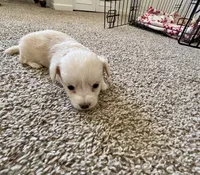 Puppy B, a male Chihuahua and Maltese for sale in Hesperia, CA – 3 of 6