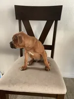 🦖 REX 🦖, a male Boxer for sale in Hesperia, CA – 8 of 10