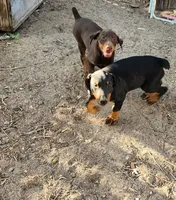 Georgia, a female Doberman Pinscher for sale in Hesperia, CA – 6 of 6