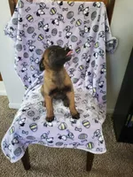 🌹 rose 🌹 , a female Belgian Malinois for sale in Hesperia, CA – Photo 5 of 7