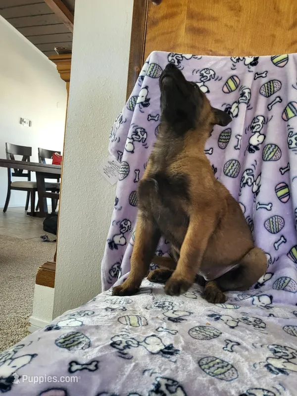 🌹 rose 🌹  – Belgian Malinois puppy for sale in Hesperia, CA