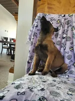 🌹 rose 🌹 , a female Belgian Malinois for sale in Hesperia, CA – Photo 1 of 7