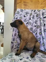 🌹 rose 🌹 , a female Belgian Malinois for sale in Hesperia, CA – Photo 2 of 7