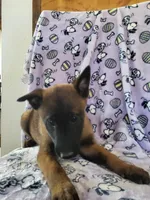 🌹 rose 🌹 , a female Belgian Malinois for sale in Hesperia, CA – Photo 4 of 7