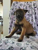 🌹 rose 🌹 , a female Belgian Malinois for sale in Hesperia, CA – Photo 6 of 7