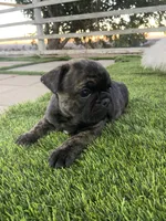 🌹 Rosie  🌹 , a female French Bulldog for sale in Hesperia, CA – 2 of 10
