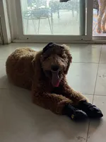 🐾 Clifford, the big red dog 🐾 , a male Poodle - Standard  for sale in Hesperia, CA – 7 of 10