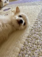🐾 Rex 🐾 , a male Chihuahua and Maltese for sale in Hesperia, CA – 4 of 10