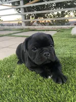 🐾 rocky 🐾 , a male French Bulldog and Pug for sale in Hesperia, CA – 2 of 7