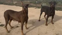 🌹ROSE🌹, a female Doberman Pinscher for sale in Hesperia, CA – 8 of 8