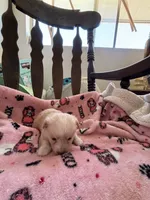 Puppy c, a male Chihuahua and Maltese for sale in Hesperia, CA – 2 of 6
