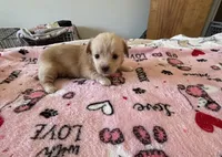 Puppy F, a female Chihuahua and Maltese for sale in Hesperia, CA – 3 of 6