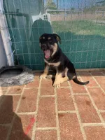  🌙 Luna  🌺 , a female German Shepherd Dog and Cane Corso for sale in Hesperia, CA – Photo 2 of 7